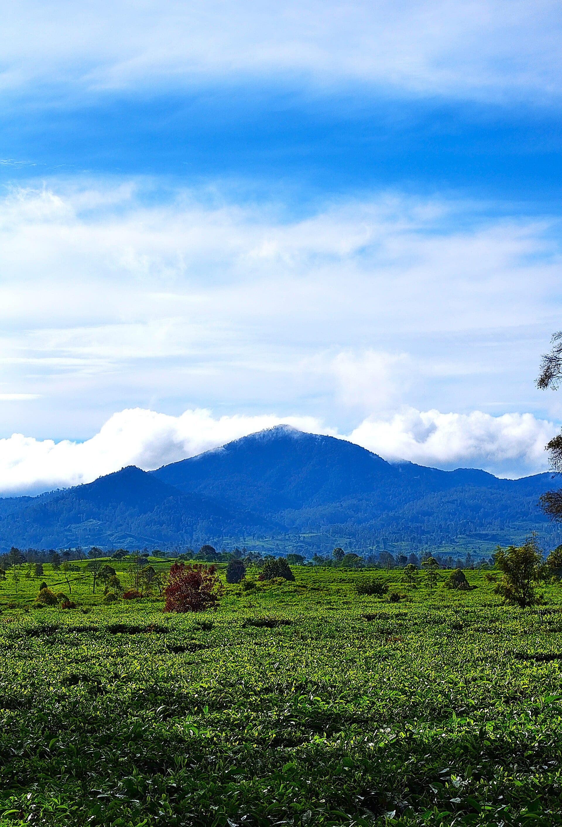 Kebun Teh Malabar