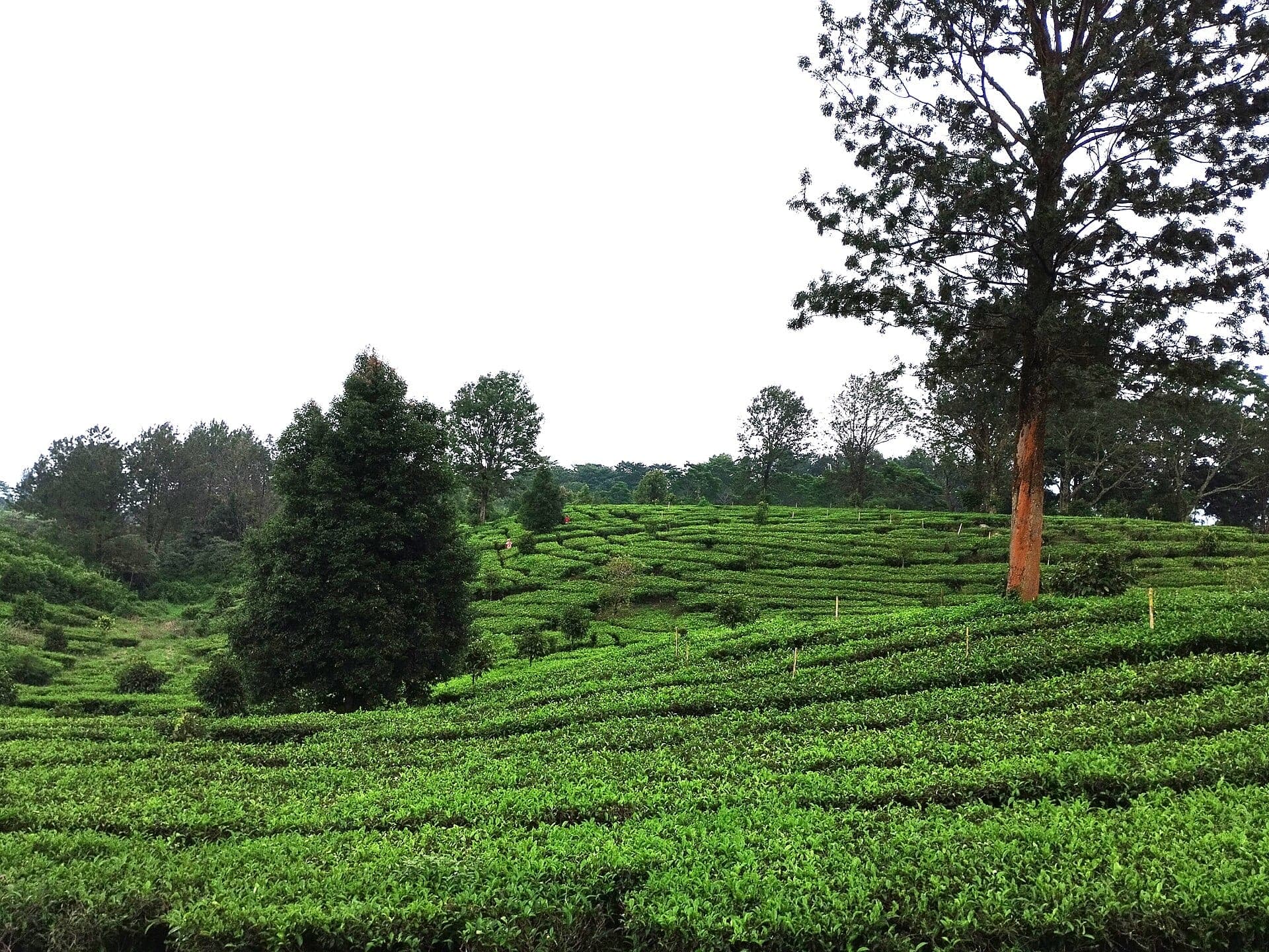 Kebun Teh Gunung Mas